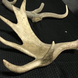 MOOSE ANTLERS